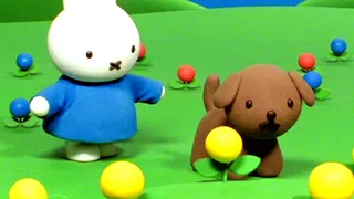 Miffy’s Three Wishes! | Miffy | Full Episode Compilation