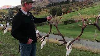 Otago Red Stag trophies of 2021   Lake Hawea Hunting Safaris