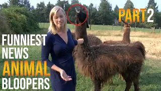 Funniest Animal Bloopers on Live TV Part 2