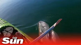 Moment Great White shark lunges at kayaker with its teeth #shorts