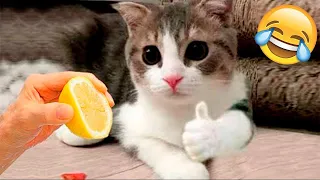 New Funny Animals 2023 😂 Funniest Cats and Dogs Videos 🥰 Part 2