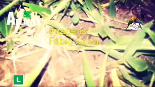 (Documentário) As Formigas