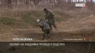 Охота на волка