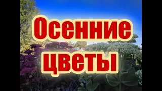 Осенние цветы в моем саду, сентябрь 2020 г