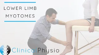 Lower Limb Myotomes | Clinical Physio