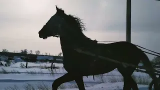 орловец  иноходь хаймер 2,10  годиков