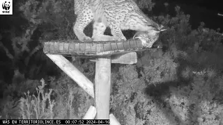 Intento de caza de lince ibérico a lirón careto