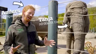 ELEFANTEN HAR SPIST EN RIVE | BAVIAN TISSER PÅ DYREPASSER | AALBORG ZOO VLOG 01