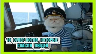 Топ 10 Супер-Котов , Которые Спасли Людей