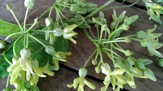 Beautiful flowers from cowslip creeper vine/Telosma Cordata