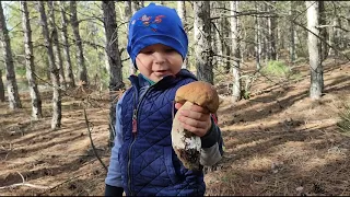 Поехали за Белым Грибами  Как быстро появляются грибы после дождя