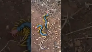 Giant Desert Centipedes  ( Scolpendra Castaneiceps )