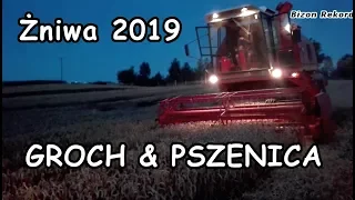 Żniwa 2019 ㋡ Koszenie Grochu & Pszenicy ㋡ Bizon Rekord z058☆ Zetor 12045 ☆