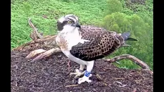 Confirmed: final sighting of Captain (JJ7) as he leaves the Loch Arkaig Osprey nest 23 Aug 2020