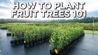 How To PROPERLY Plant Fruit Trees!! | Watering, Fertilizing & Protecting