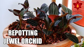 Repotting my Jewel Orchid & getting rid of snail infestation - Ludisia discolor