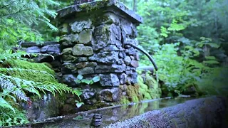 Jungle Serenity Soothing Water Drops for Instant Relaxation 🌿💧#shorts #relaxingmusic #nature