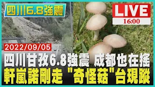 【四川6.8強震】四川甘孜6.8強震 成都也在搖  軒嵐諾剛走 "奇怪菇"台現蹤