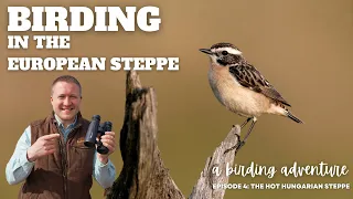 4 Episode I Wings of Wonder I A Birding Adventure! Birds of the hot steppe in Hungary