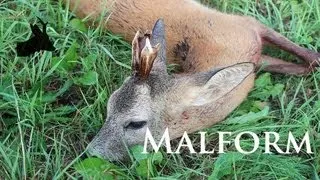 Roe rut 2013: Calling roe deer and a malform buck shot by RoeStalker