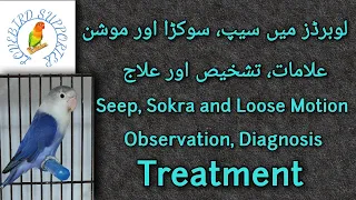 Lovebirds Sokra & Seep | Diagnosis and Treatment | #lovebirds لوبرڈز میں سیپ کی تشخیص اور علاج