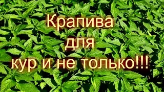 КРАПИВА И ЕЁ ПРИМЕНЕНИЕ ДЛЯ КУР И КАК УДОБРЕНИЕ ДЛЯ РАСТЕНИЙ//МОЯ ЛЮБИМАЯ УСАДЬБА