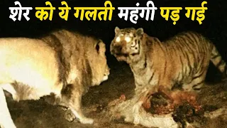 शेर और बाघ की सबसे भयानक लड़ाई !