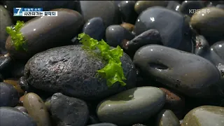 [7시오늘제주/190619 오늘의 소리] 사라져가는 알작지