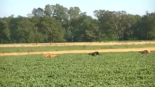 galgo vs liebre.. haciendo a Xuxa y Gloria