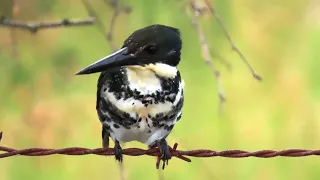 CORACIIFORMES - Martines pescadores y Momotos - Kingfishers and Motmots