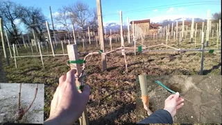 Caring for the vine in the first years after planting, ACCELERATED METHOD OF FORMATION - part 1