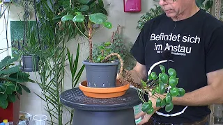 Pflanzenpflege und Pilea peperomioides schneiden auch Brutblatt als Baum heran ziehen