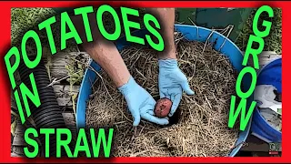 🔴 GROW POTATOES in a STRAW filled BARREL