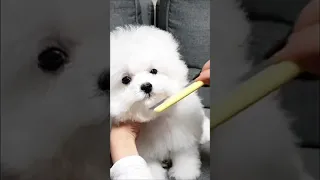 Bichon Cute Dog Enjoy His Grooming 😍😍🐕 #short