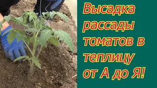 Мы всегда сажаем томаты именно так и очень довольны урожаями!