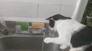 Oreo Cookie Drinking Water while enjoying his water show