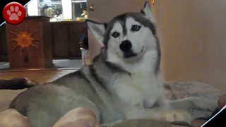 IGNORING MY HUSKY!