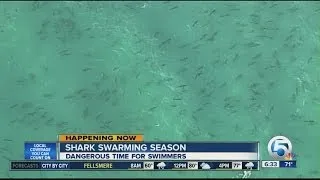 Sharks swarm near Palm Beach Co. beaches