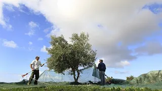 Az olívafákat is elérte a globális felmelegedés