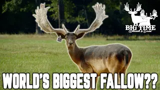 WORLD RECORD Fallow Bucks! | Big Time Whitetails and Exotics 2023