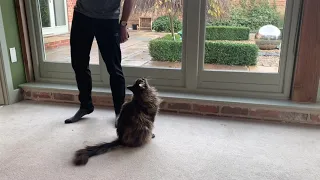 Awesome Maine Coon Talking Compilation