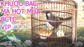 Khướu bạc má hót múa BCTC  772