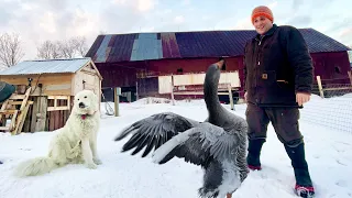 Day in the Life of a Vermont Farm (WINTER SEASON)