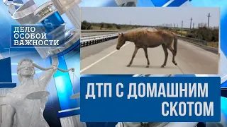 Животное стало причиной ДТП: с кого спрашивать и кто возместит ущерб | Дело особой важности