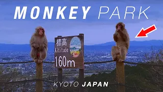 🐒 A trip to a MONKEY PARK in JAPAN! - Kyoto Travel Vlog