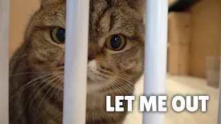 The Cutest Cat in Prison! | Kittisaurus Villains