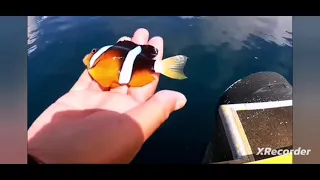 Finding Nemo Live Action Seagulls Alternate Ending