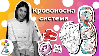 Функції серця. Як працює система кровообігу | Анатомія