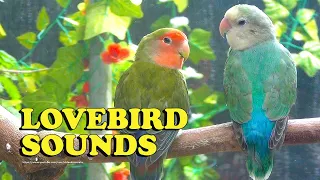 Young Peach-faced Lovebirds - Red-Faced Wild Green & White-Faced Sea Green