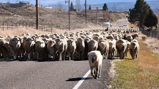 Managing Aggression in Great Pyrenees Toward Other Dogs